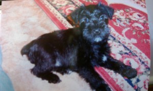 Missy 2006